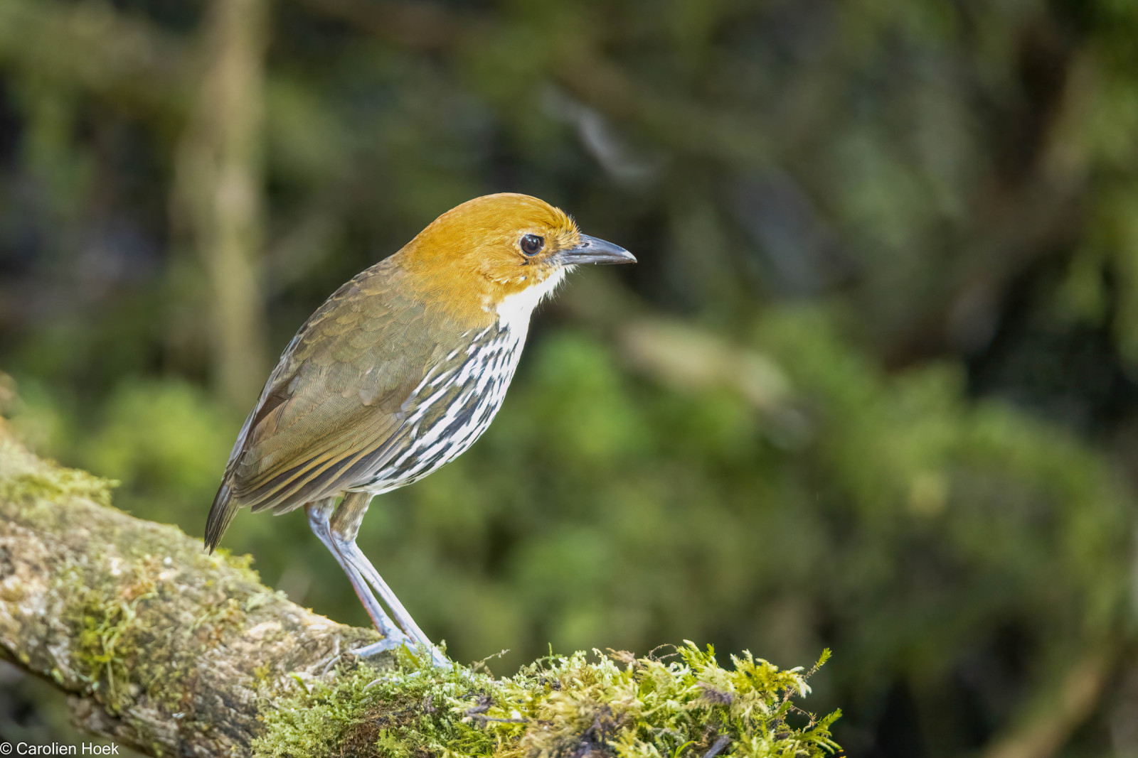 image Chestnut-crowned Antpitta